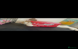 American Shorthair cats for sale: Nala 10 month old kitten  - Advert 5