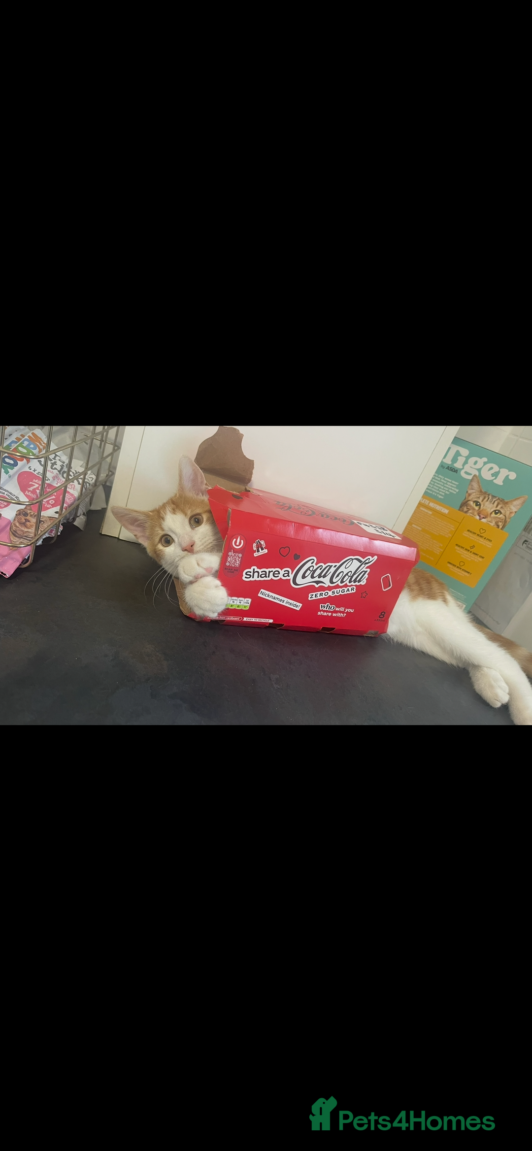 American Shorthair cats for sale: Nala 10 month old kitten  - Advert 5