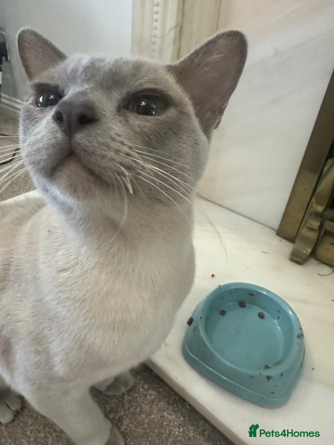 Burmese cats for sale: Beautiful male pedigree Lilac Burmese kitten - Advert 3