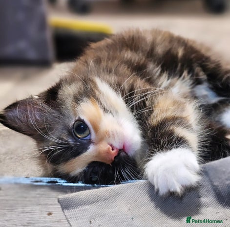 Ragdoll cats - Advert 7