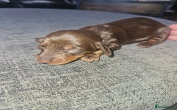 Dachshund dogs for sale: 3/4 Dachsunds  - Image 23