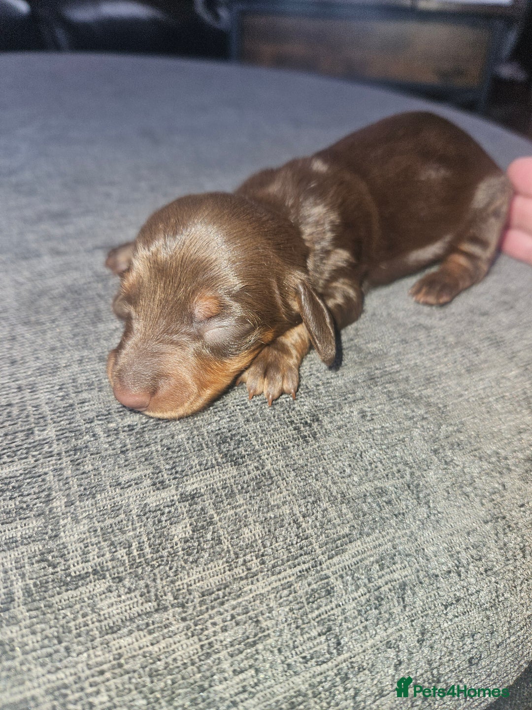 Dachshund dogs for sale: 3/4 Dachsunds  - Image 23