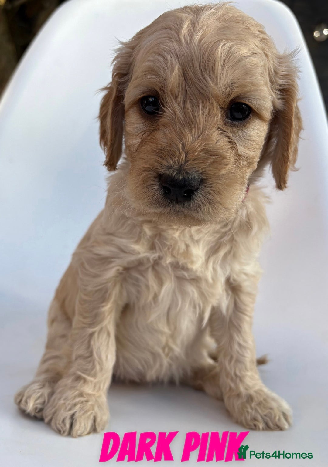 Mixed Breed dogs for sale: Beautiful litter of 10 Golden Doodles  - Image 4