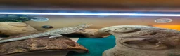 Bearded Dragon reptiles for sale: 3 year old Bearded Dragon with vivarium, lighting, - Advert 3