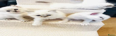 Ragdoll 5