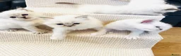 Ragdoll cats for sale: GCCF Registered Ragdolls - Advert 6