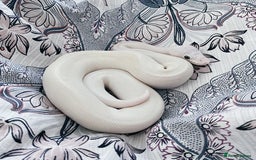 Python Snake reptiles for sale: Blue Eyed Lucy Female Python + Setup - Image 9
