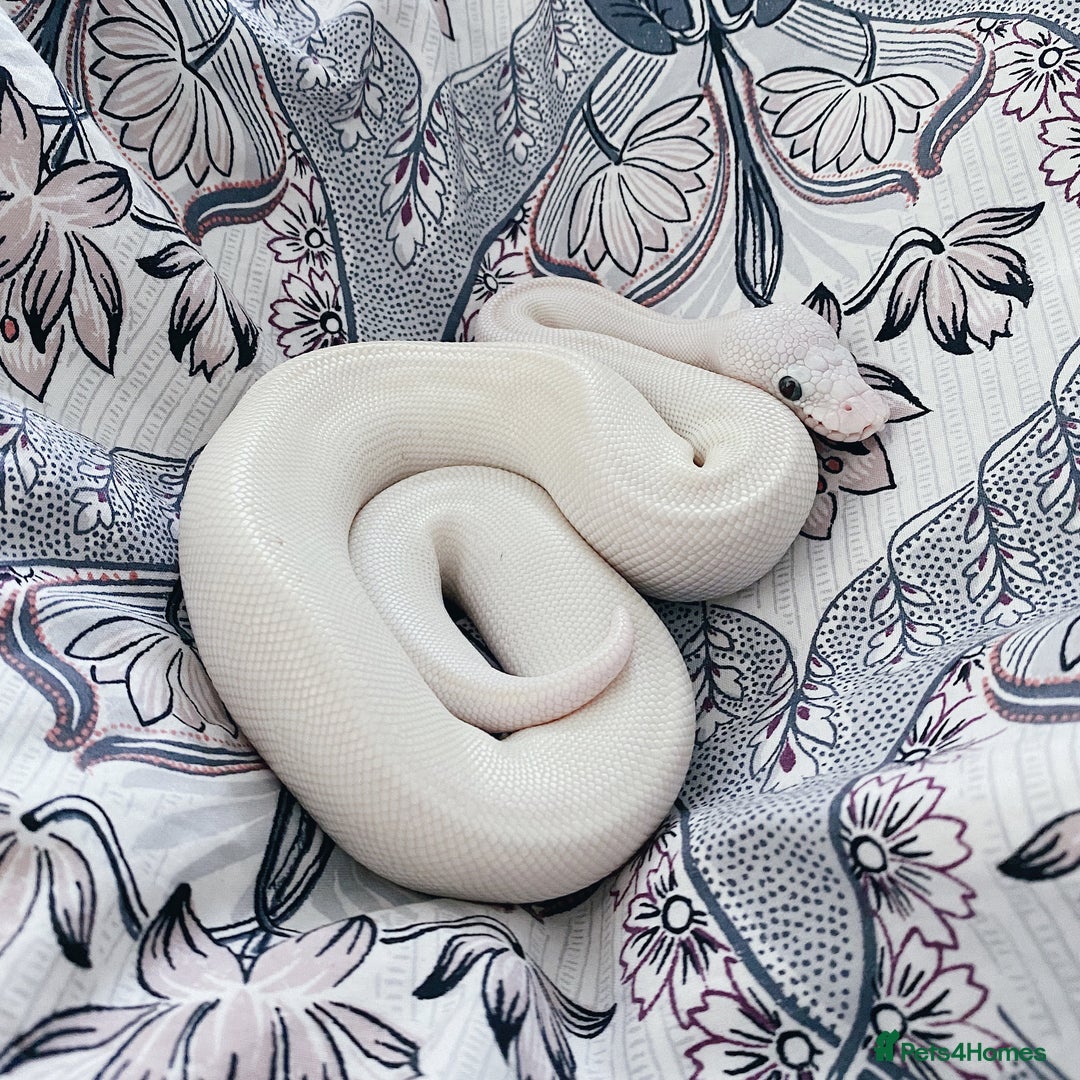 Python Snake reptiles for sale: Blue Eyed Lucy Female Python + Setup - Image 9
