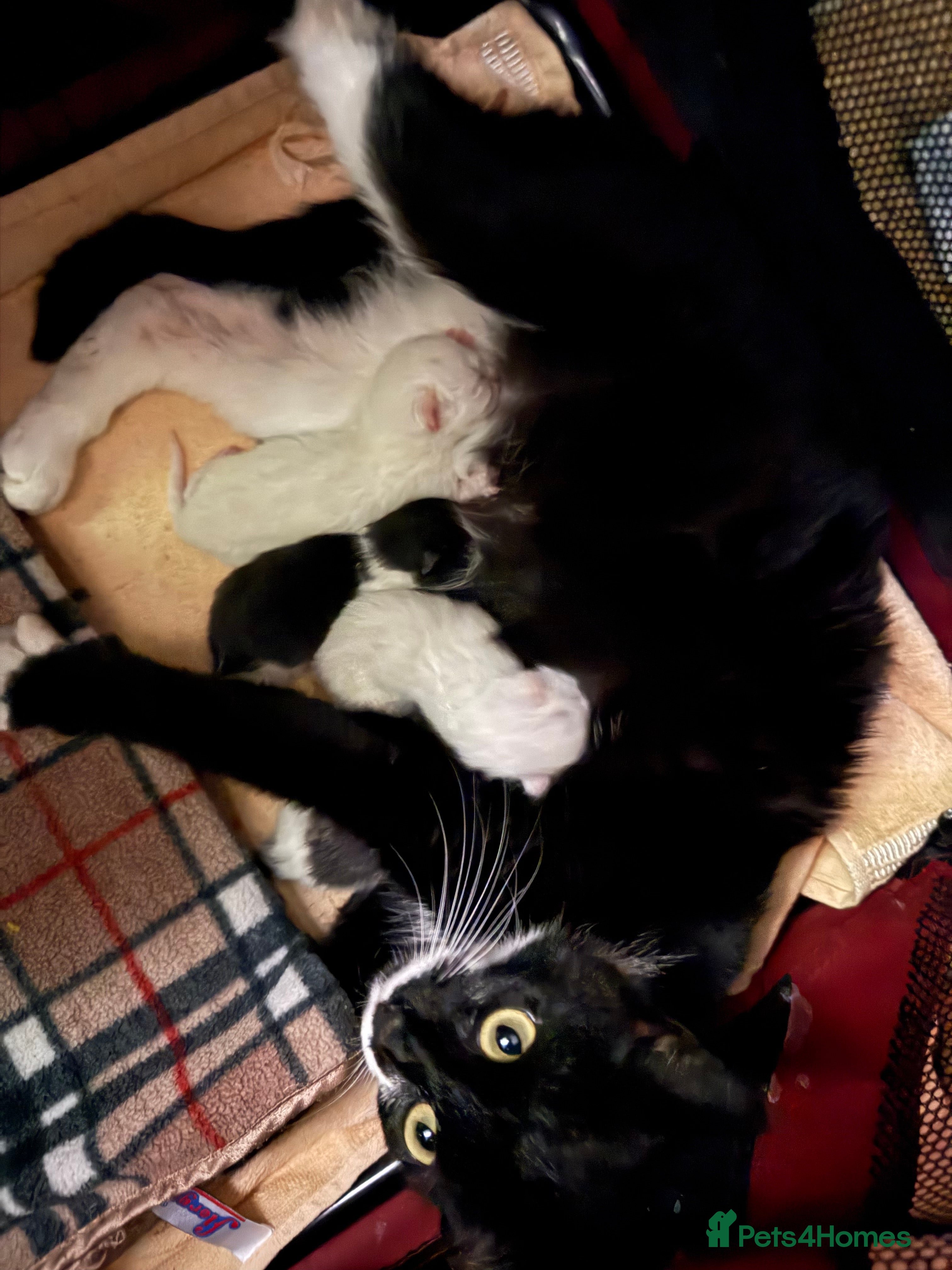 British Shorthair cats Kittens ready for forever homes  - Advert 1