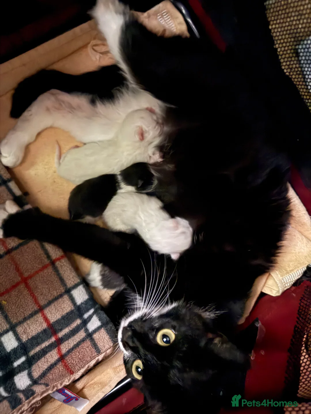 British Shorthair cats for sale: Kittens ready for forever homes  in Tiverton - Advert 1