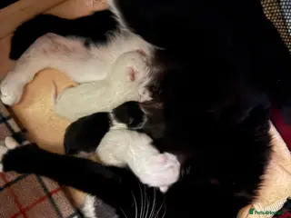 British Shorthair cats Kittens ready for forever homes - Advert 1