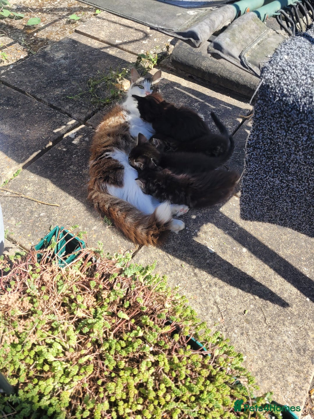 Mixed Breed cats for sale: 4 kittens a quarter ragdoll - Image 7