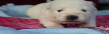Puppy 8- pink collar 