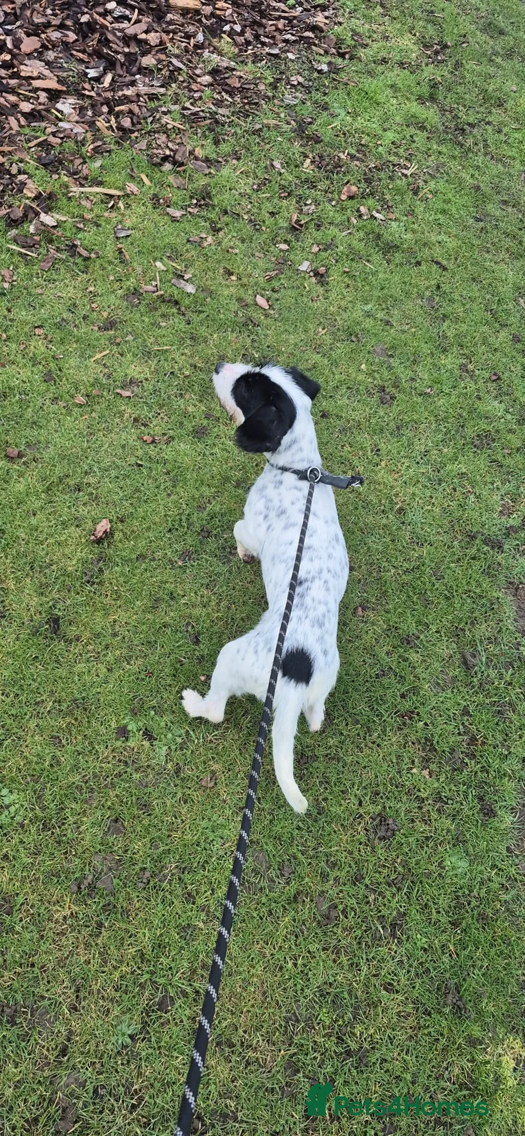 Mixed Breed dogs for sale: Spaniel cross - Advert 3