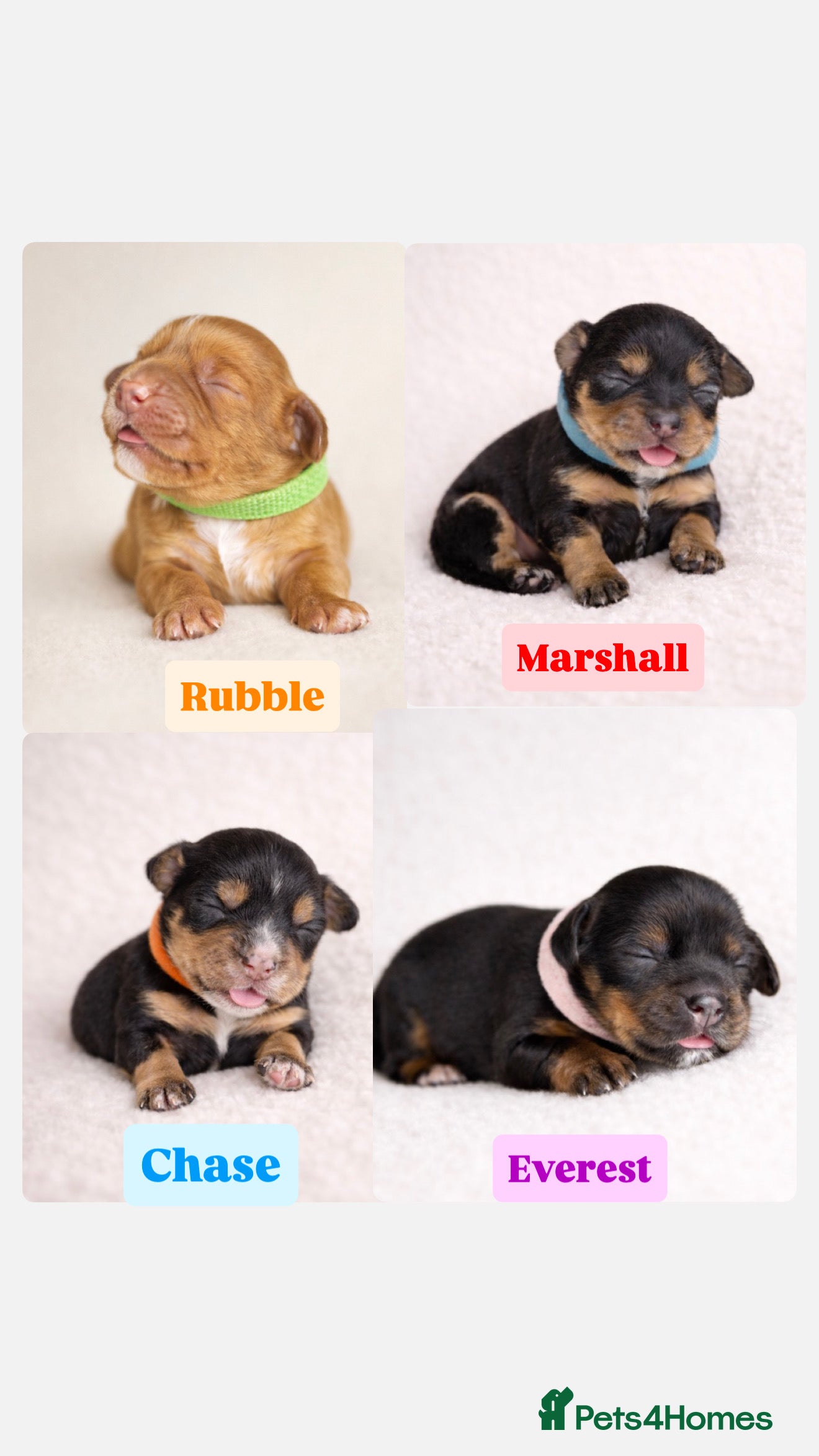 Cocker Spaniel dogs Working Cocker spaniels  - Advert 4