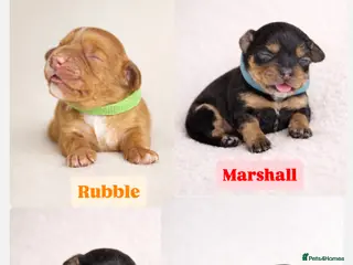 Cocker Spaniel dogs Working Cocker spaniels - Advert 4