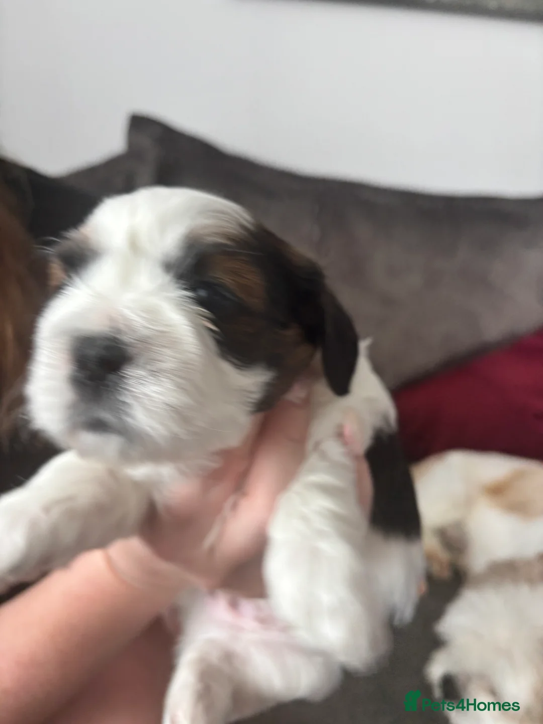 Zuchon dogs for sale: 2 gorgeous zuchon pups  - Advert 2