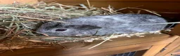 Guinea Pig rodents for sale: Guinea pigs female - Advert 2