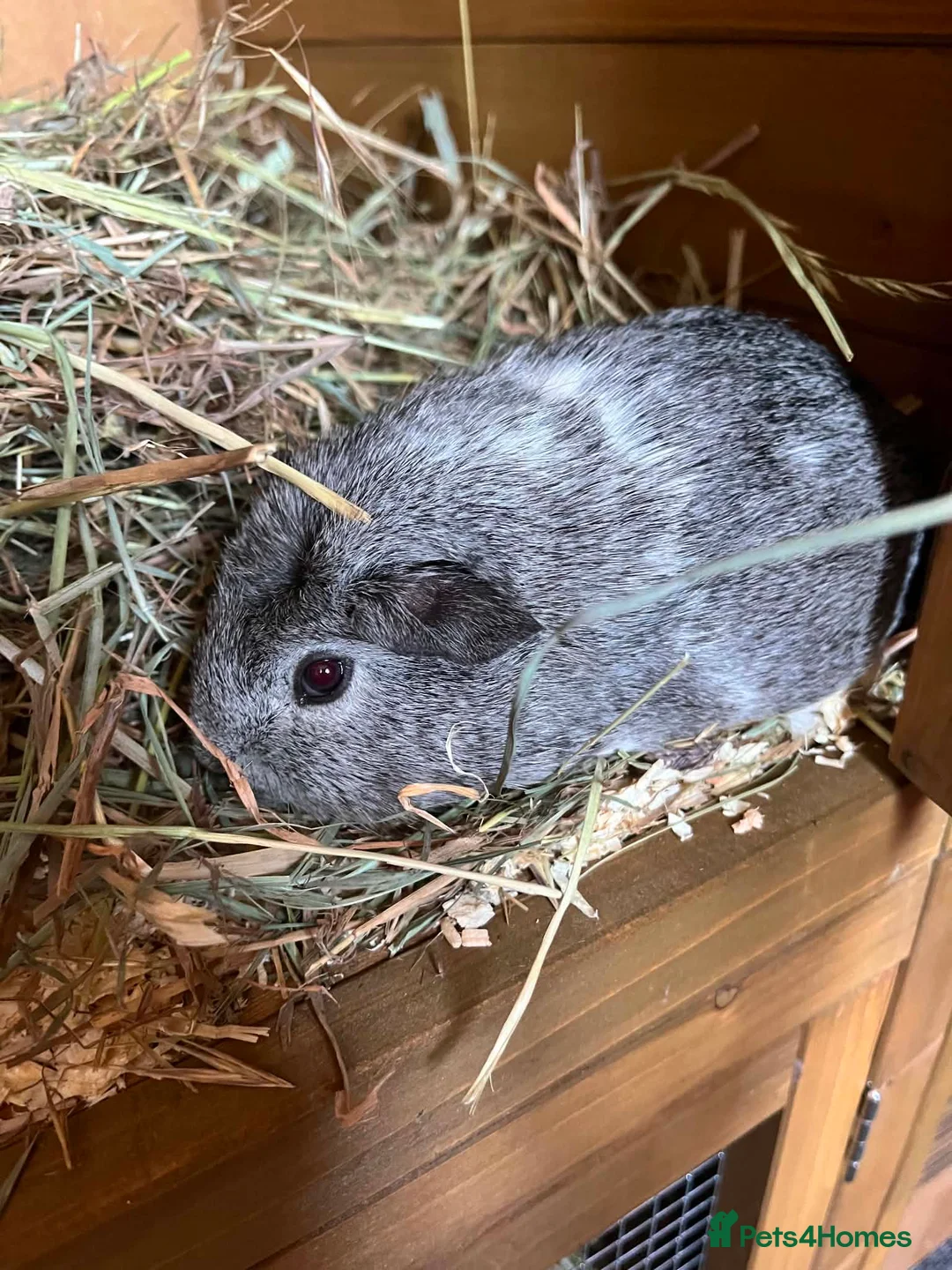 Guinea Pig rodents for sale: Guinea pigs female - Advert 2