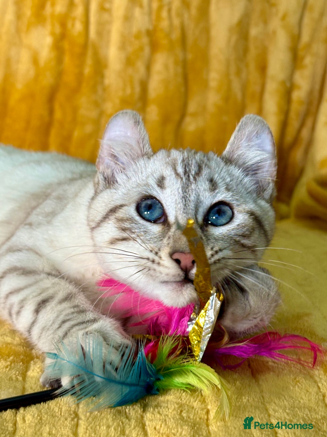 Keetso cats for sale: Superb polydactyl curled eared girl - Advert 13