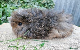 Guinea Pig rodents for sale: Baby pet alpaca guinea pigs single girl and boy - Image 2