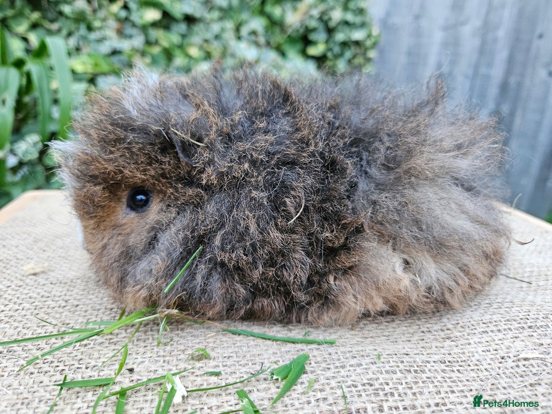 Guinea Pig rodents for sale: Baby pet alpaca guinea pigs single girl and boy - Image 2