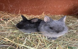 Netherland Dwarf rabbits for sale: Netherland dewarfs, ready to leave in 6 weeks  - Image 1