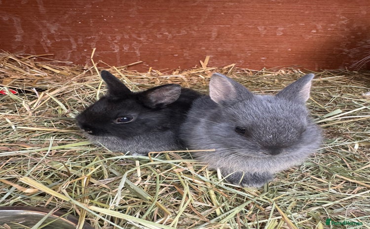 Netherland Dwarf rabbits - Advert 15
