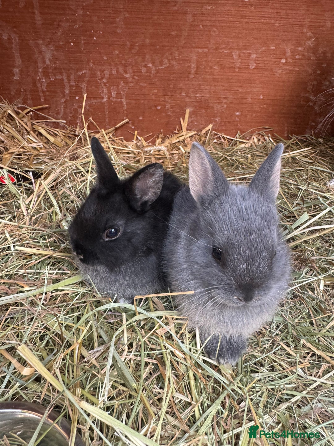 Netherland Dwarf rabbits for sale: Netherland dewarfs, ready to leave in 6 weeks  - Image 1