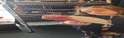 Cockatoo birds for sale: Silly Tame Hand Reared Lutino Galah  - Advert 6