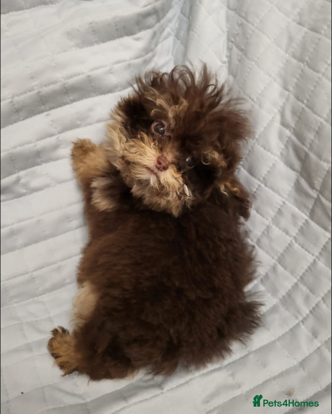 Toy Poodle dogs for sale: Small toy poodles  - Advert 3