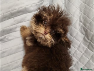 Toy Poodle dogs Small toy poodles - Advert 2