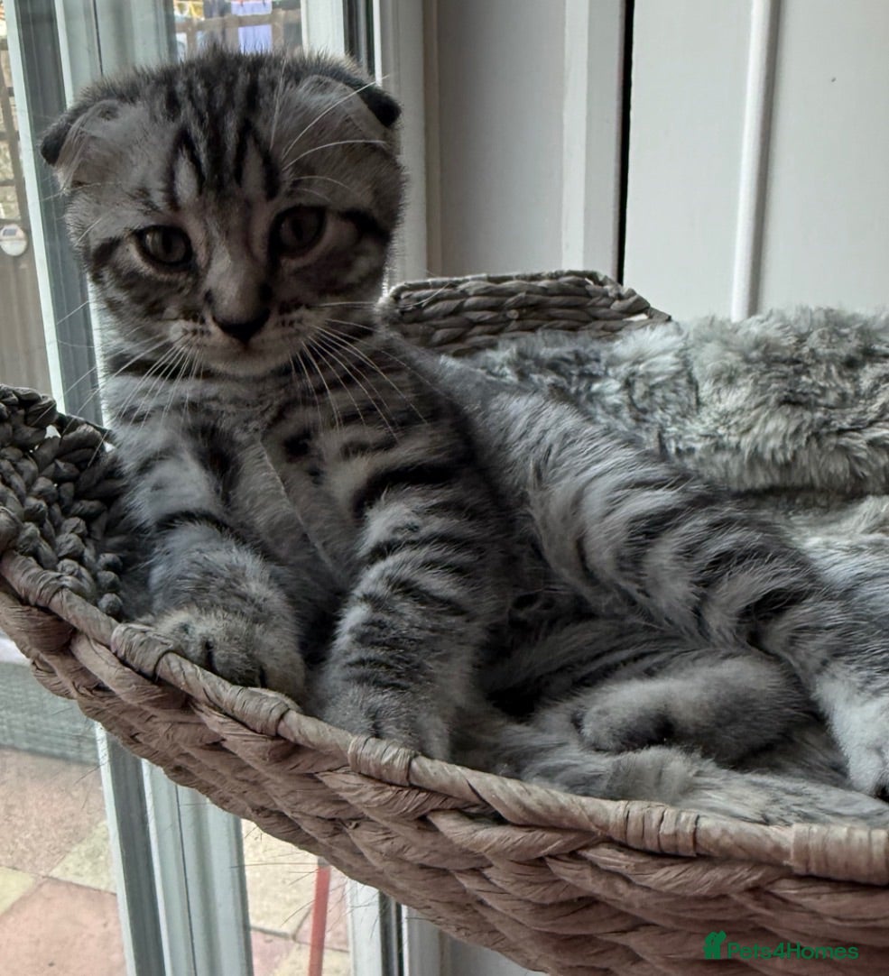 British Shorthair cats Beautiful Scottish Fold&Straight –Silver tabby’s  - Advert 16