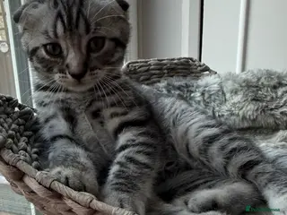 British Shorthair cats Beautiful Scottish Fold&Straight –Silver tabby’s - Advert 16