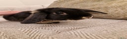 Mini Lop rabbits for sale: Black mini lop rabbit male 20 weeks old - Advert 6