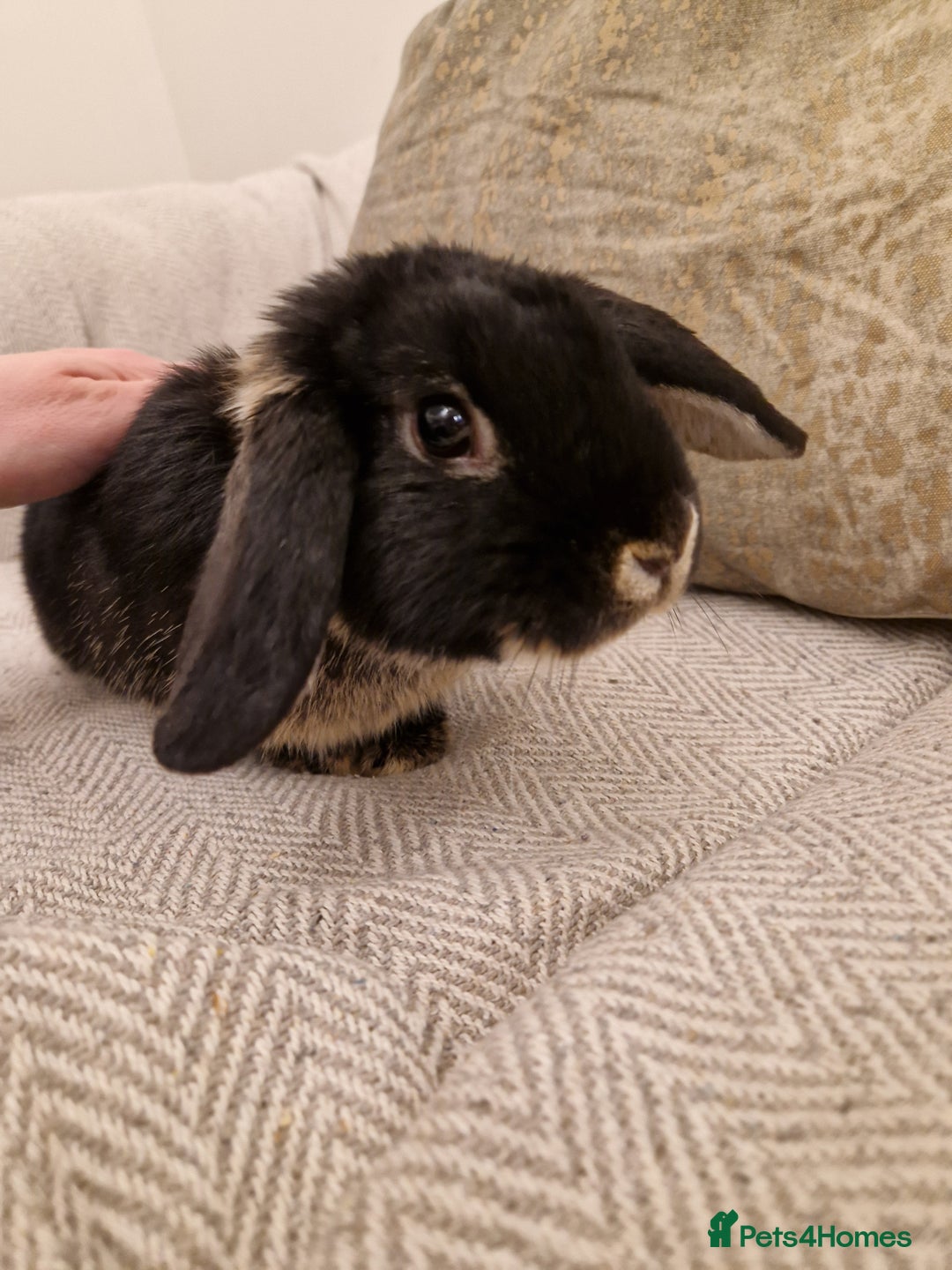 Mini Lop rabbits for sale: Black mini lop rabbit male 20 weeks old - Advert 6