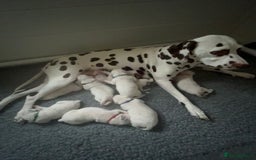 Dalmatian dogs for sale: LouAbidora  - Image 4