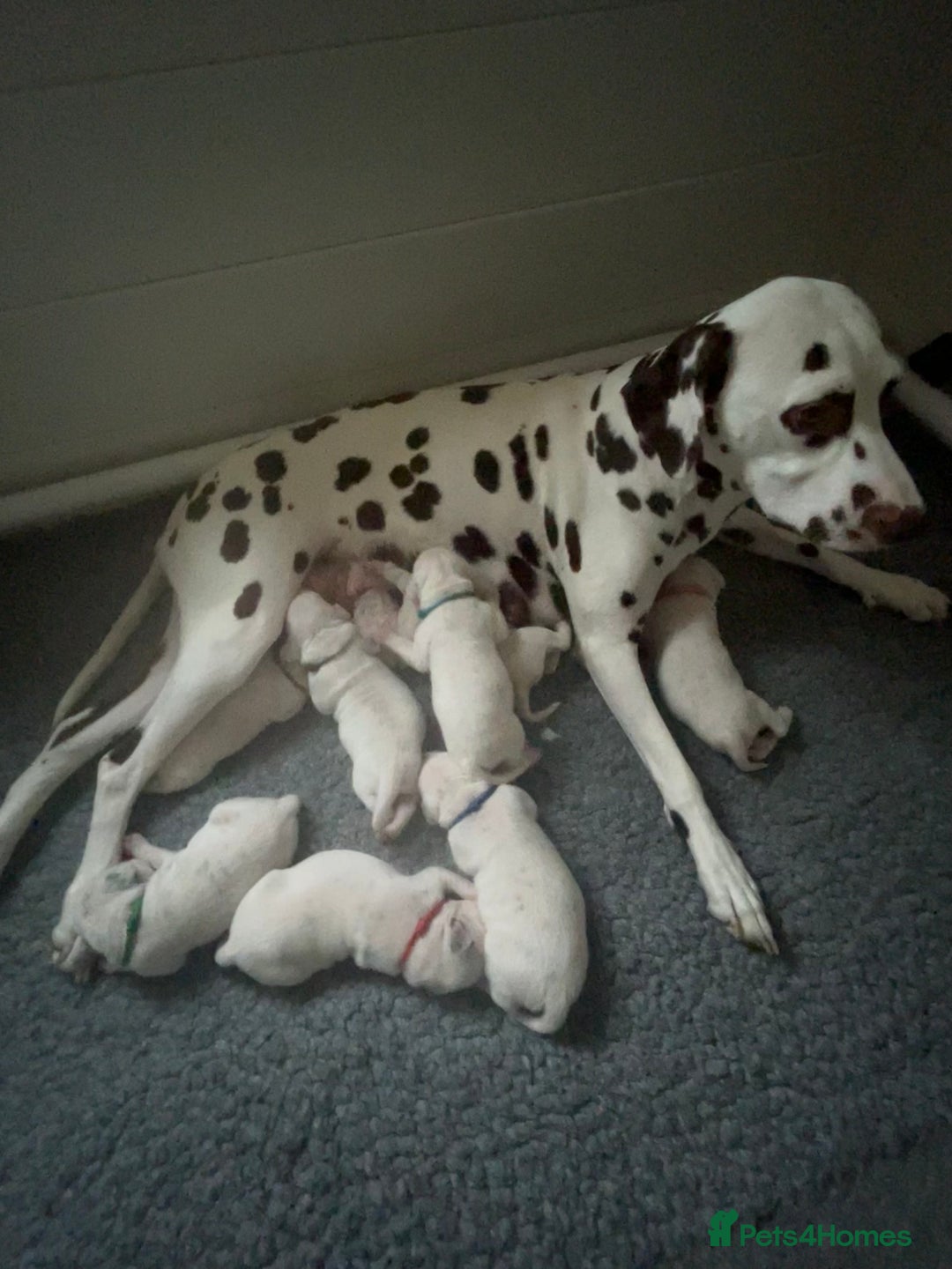 Dalmatian dogs for sale: LouAbidora  - Image 4