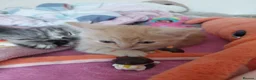 Mixed Breed cats for sale: Gorgeous Loving Kittens Looking for Forever Homes  in Slough - Advert 16