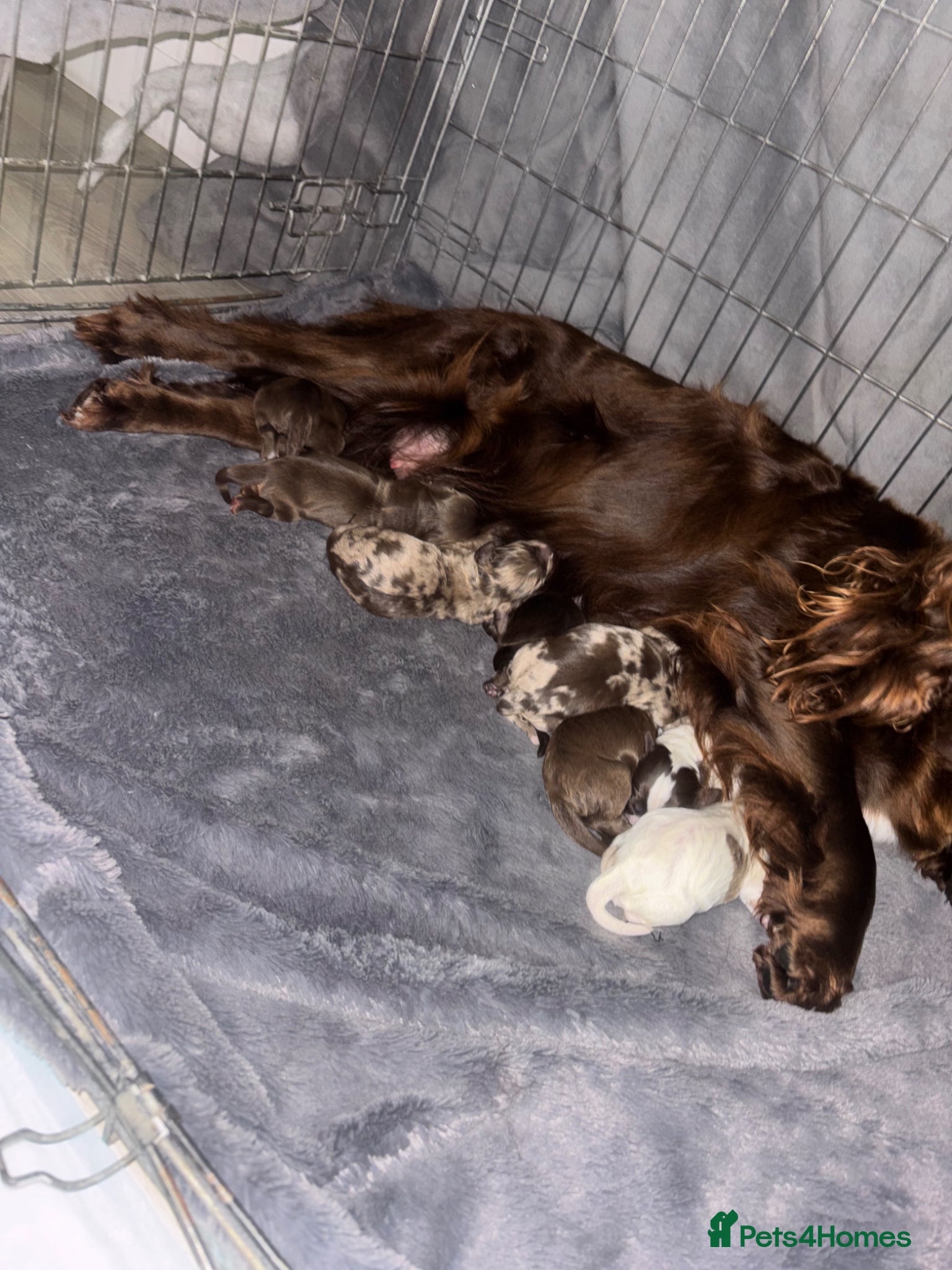 Cockapoo dogs Spaniel x cocker poo puppies  - Advert 13