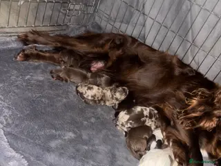 Cockapoo dogs Spaniel x cocker poo puppies - Advert 13