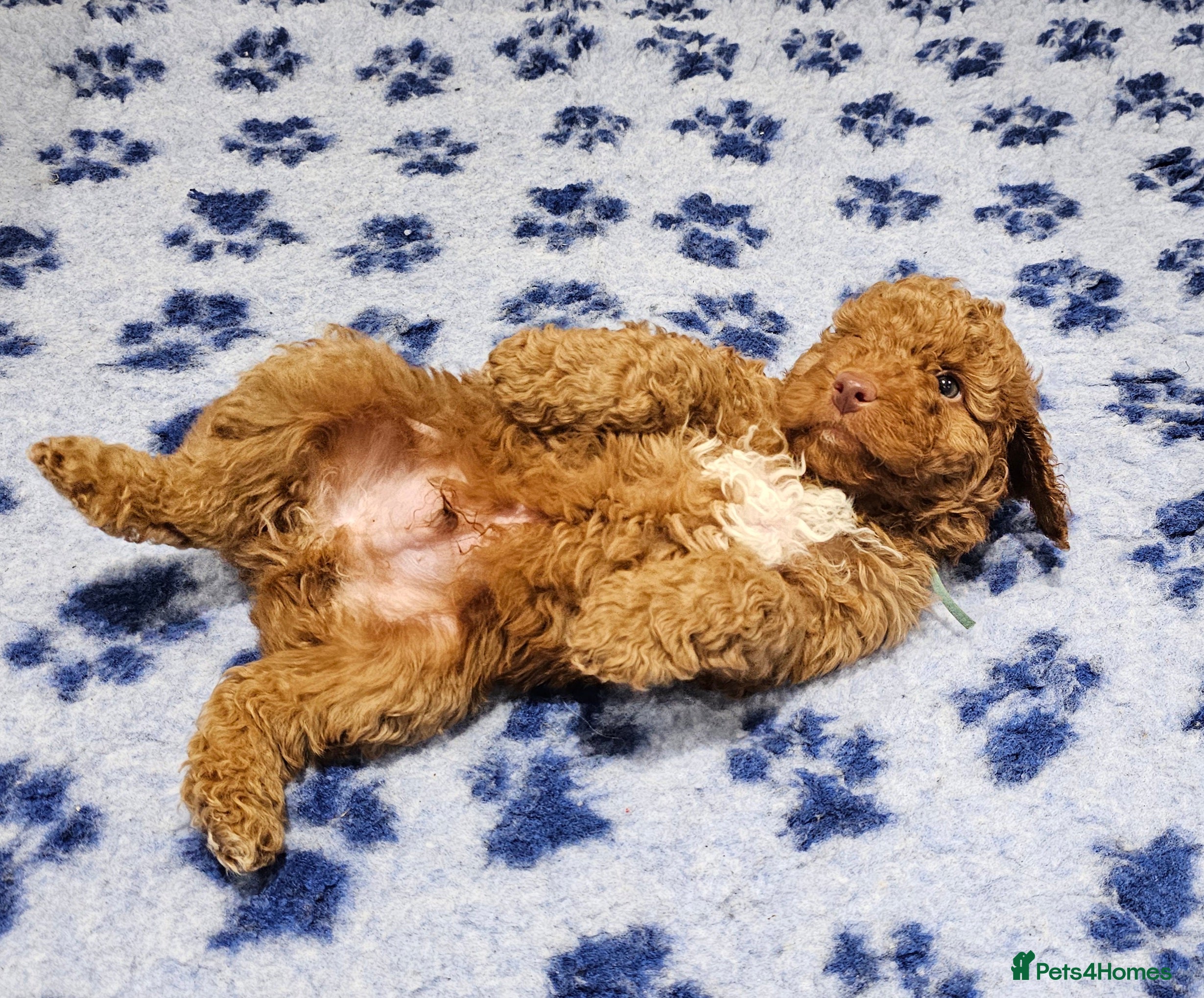 Australian Labradoodle dogs Stunning Miniature Australian Labradoodle pups - Advert 1