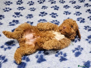 Australian Labradoodle dogs Stunning Miniature Australian Labradoodle pups - Advert 1