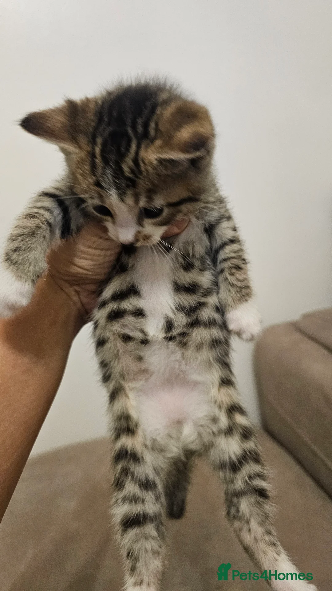 Bengal cats for sale: Bengal kittens - Advert 25