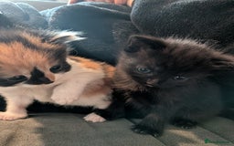 Mixed Breed cats for sale: 2 black kittens available  - Image 2