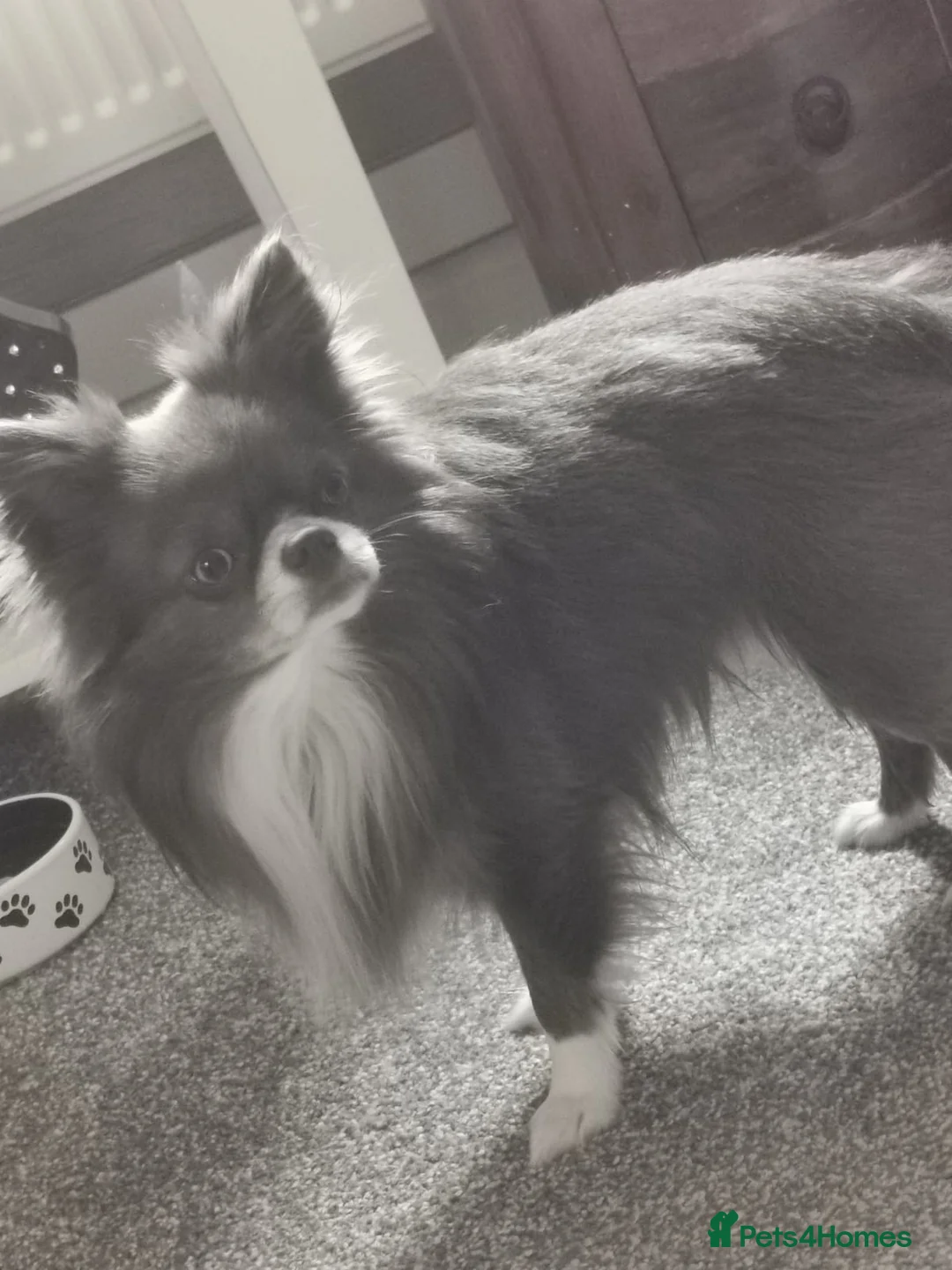 Chihuahua dogs for stud: Chihuahua  in Birmingham - Advert 6