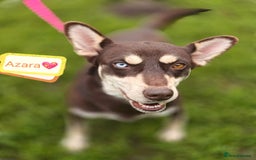 Mixed Breed dogs for adoption: 💖🐶 AZARA 🐶💖 - Image 1