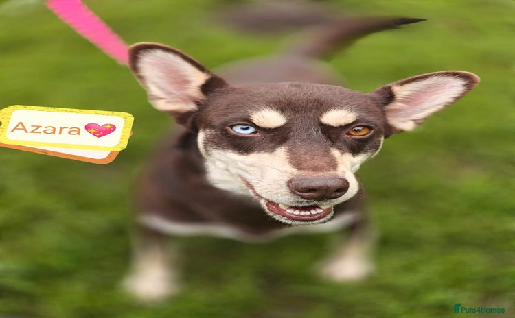 Mixed Breed dogs - Advert 2