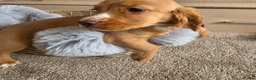 Cocker Spaniel dogs for sale: Working Type Cocker Spaniels - Advert 19