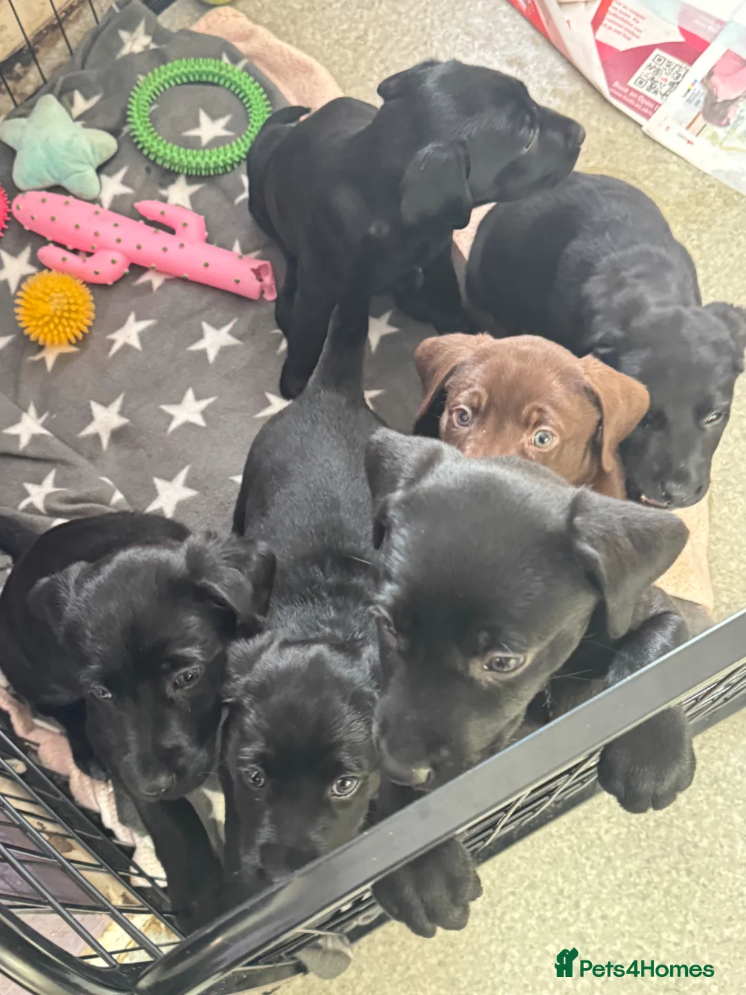 Mixed Breed dogs for sale: 3/4 Labrador x 1/4 dalmation  - Advert 1